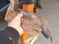 Chickens — 照片 7