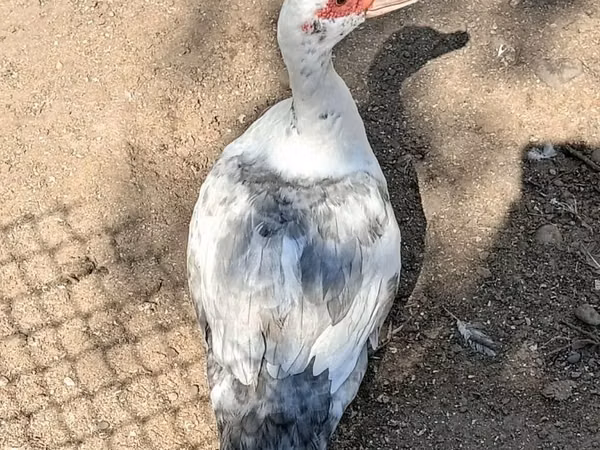 मुलार्ड