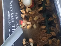 Chickens — photo 1