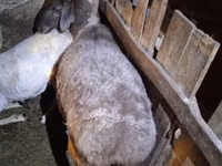 Sheep, Adal sheep — photo 1