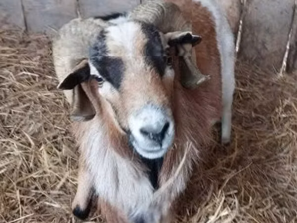 Cabro, Cabras
