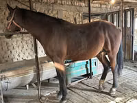 Caballo, Manipuri pony — foto 2