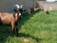 Goat, Czech Brown Shorthaired goats — photo 1