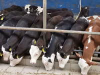 ثور, Simmental cattle — الصورة 3
