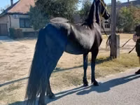 Horse (M), Friesian — photo 5