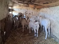 Cabra, Cabras — foto 3
