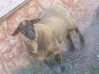 Carnero, Suffolk sheep — foto 2