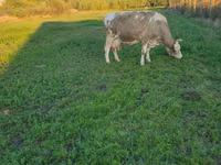 Vaca, Raza de vaca — foto 2