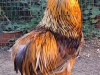 Chickens — photo 2