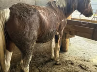 Yegua, Caballos — foto 1
