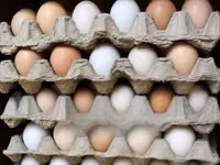 Fertilised Improved Kienyeji X Orpington/Australops Egg — foto 2