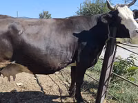 Vaca, Russian Black pied cattle — foto 5