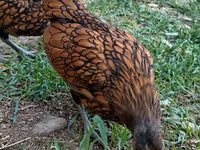 Sebright — foto 3