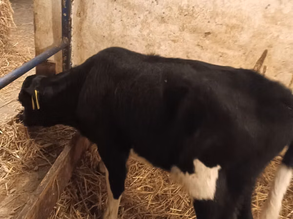 Toro, Ganado vacuno