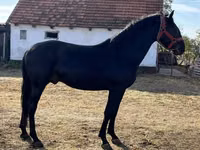 घोड़ा, Nonius horse — फ़ोटो 2