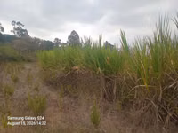 Nappir Grass — الصورة 4