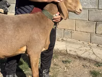 نعجة, Arashan sheep — الصورة 3