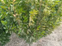 SADA KAYRAGACH (Chinni gujum) — foto 4