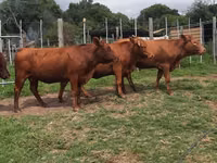 Cow, Nguni cattle — photo 2