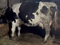 بقرة, Russian Black pied cattle — الصورة 5