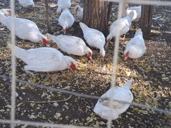 pato criollo doméstico