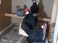 Chickens — 照片 3
