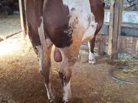 Bulle, Simmental cattle — Foto 2