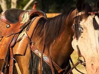 Stute, American paint horse — Foto 5