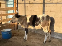 Cow, Belgian Blue — photo 2