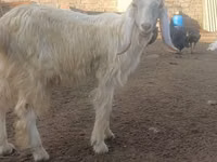公山羊, Goats — 照片 2