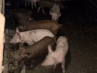 母猪, Pigs — 照片 3