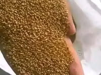 Lucerne Hay, Pellets Seeds — الصورة 1