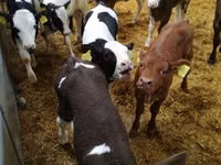 Bull, Cattle — photo 8