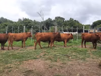 Cow, Nguni cattle — photo 1