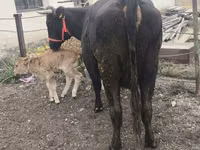 Cow, Cattle — photo 8