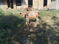 Toro, Swiss cattle — foto 3