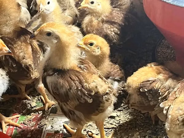 Rhode Island Red