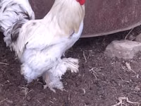 Brahma — photo 2