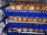 Incubator Machine 204 Eggds — фото 5