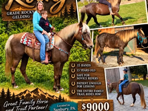 Horse (M), Rocky Mountain Horse