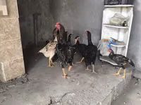 Chickens — الصورة 2