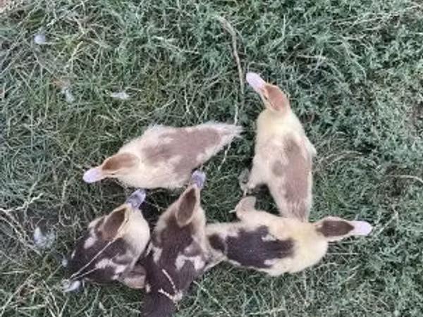 Утки