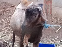 Ziegenbock, Alpine goat — Foto 2