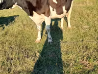 Vaca, Raza de vaca — foto 1