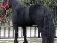 Hengst, Fell pony — Foto 2