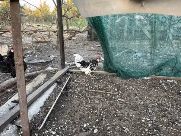 Куры