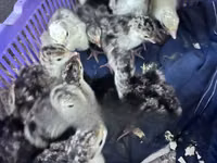Turkeys — الصورة 1