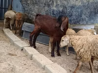 Billy Goat, Damask goat — photo 5