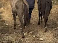 Mare, Rocky Mountain Horse — photo 3