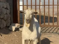 公山羊, Saanen goat — 照片 2